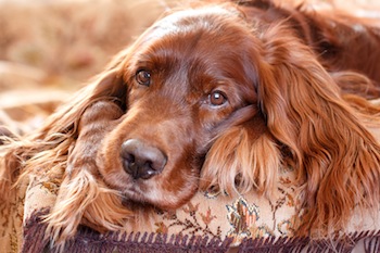 Phenylbutazone Bute Canine Arthritis And Renal Failure