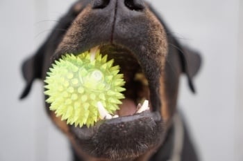 recommended chew toys for dogs