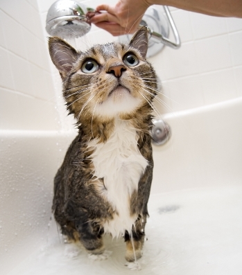 natural flea bath for kittens