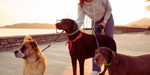 Finding a Dog Walker You Can Trust