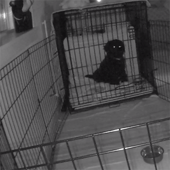 calming a puppy in a crate