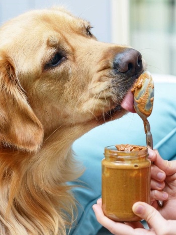 feeding dogs peanut butter