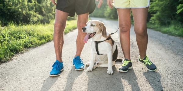 When Can You Start Running with Your Dog? | Preventive Vet