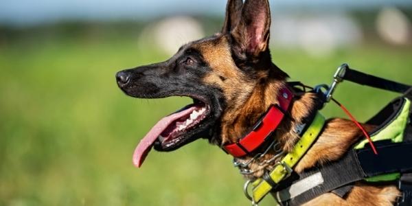 off leash dog training collar