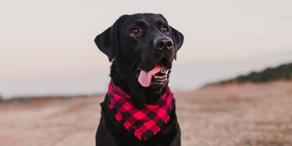 Black labrador wearing a red scarf