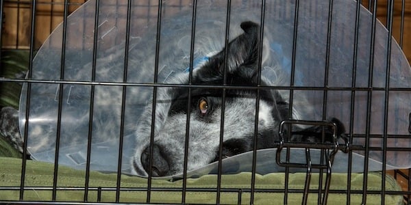 Border Collie on Crate Rest wearing Cone