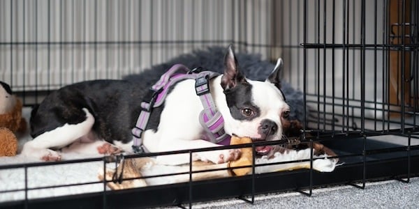 Boston Terrier Crate Rest Chew