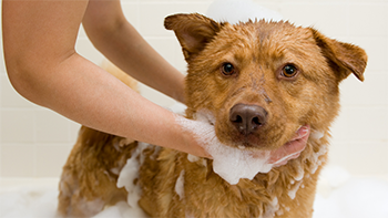 how to give a dog a bath