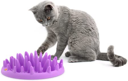 best cat bowls uk