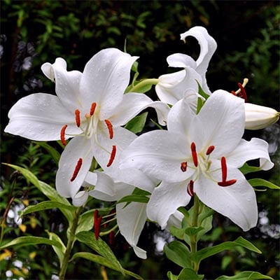 Lilies Are Toxic to Cats & Dogs | Preventive Vet