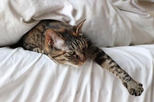 cat-in-hotel-letto