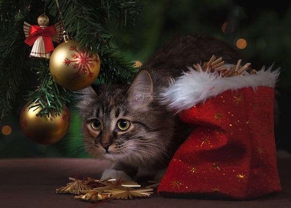 cat chewing on christmas tree