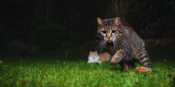 Cat walking across lawn at night