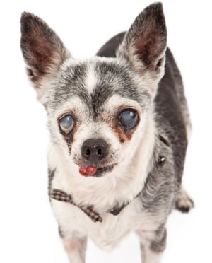 Cloudy-eyes-dog-chihuahua