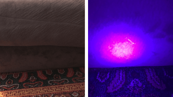 pet urine under black light