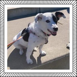 Daisy the Rat Terrier Mix