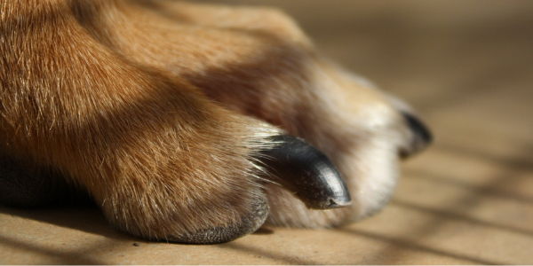 dog nail cutting places