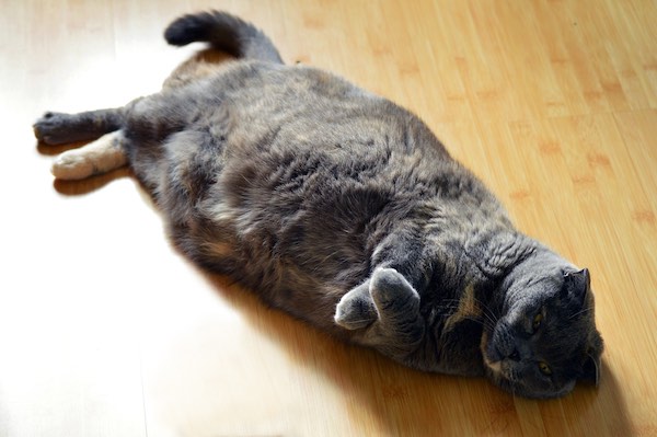 fatty liver in cats