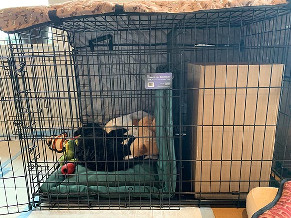 Dog Crates Training Tool Dog Treat Dispenser Puppy Crate Treat