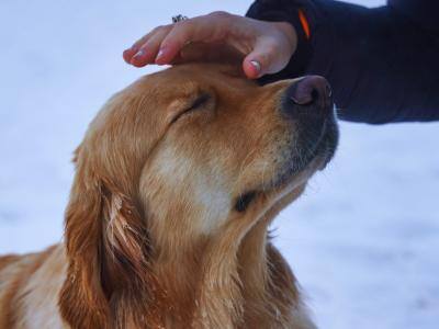 Golden retriever blinking while petted