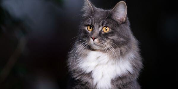 Gray cat outside at night