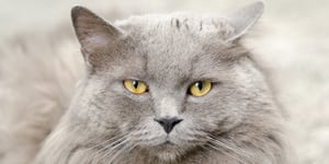  conseils pour brosser votre chat 