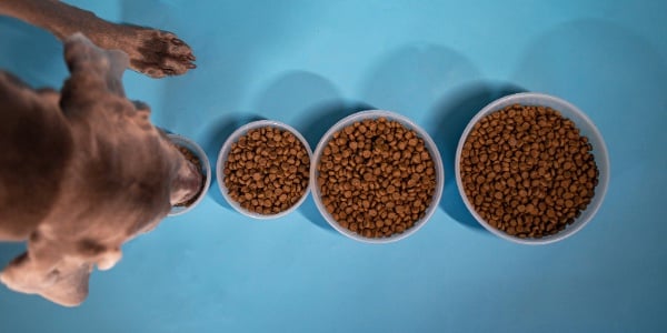 does it really matter what kind of dog food you feed your dog
