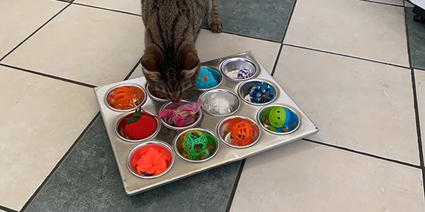 cat enrichment toys diy