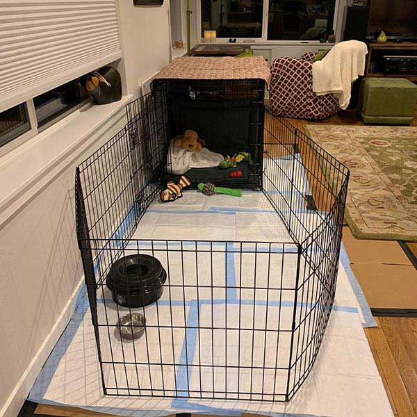 Choosing the Best Dog Crate for Your Dog Preventive Vet