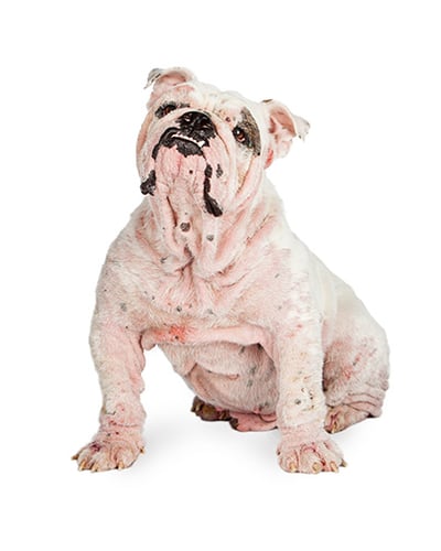 Dog Demodicosis & Sarcoptic Mange | Pet InfoRx