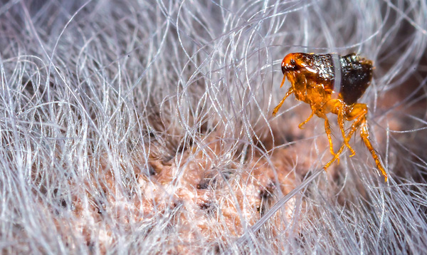 flea on cat or dog fur