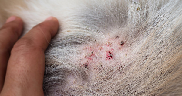 Dog hot sale lice bite