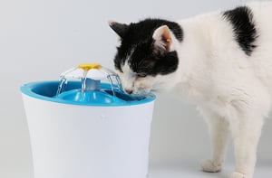 Cat Urinary Tract Infections | Pet InfoRx