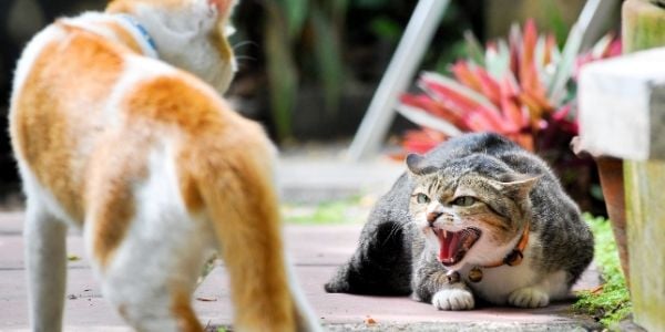 cats fighting outdoors