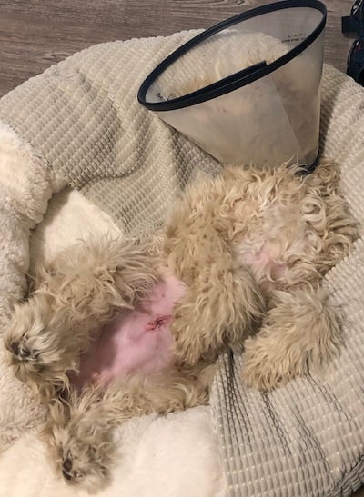 Dog swollen hot sale after spay