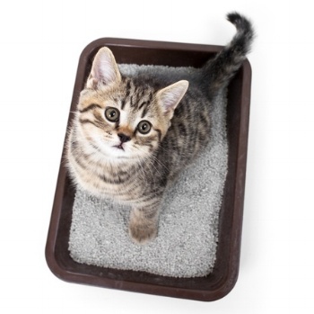 how often should cats use litter box