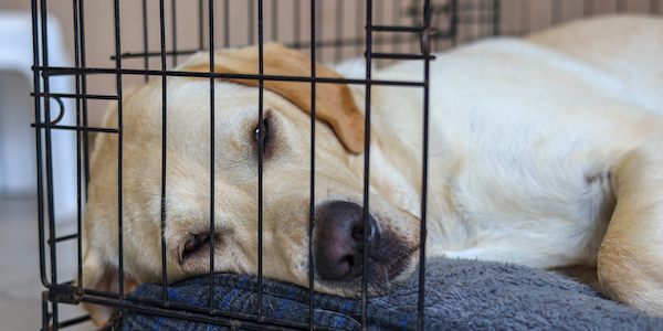 Labrador Retriever crate rest