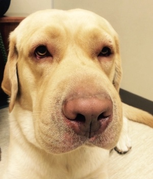 dog stung by bee face swollen