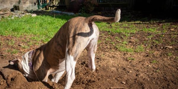 Why Does My Dog Dig? Identify And Channel Your Dog's Digging Instincts