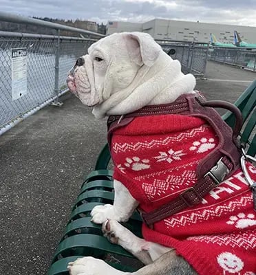 Maevis the bulldog enjoying environmental enrichment by the water