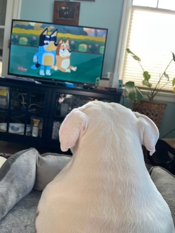 Maevis watching Bluey