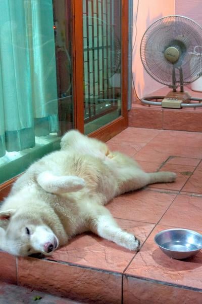 how do you keep a dog cool in a hot house