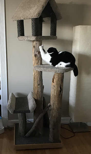 Cat tree and clearance scratcher