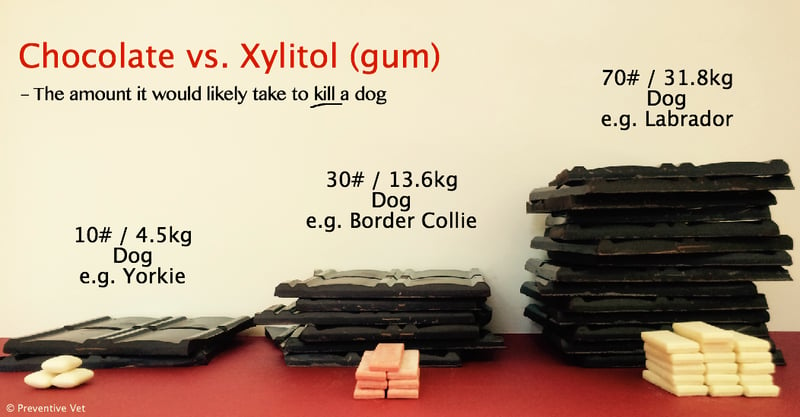 PV-Chocolate-vs-Xylitol-Gum