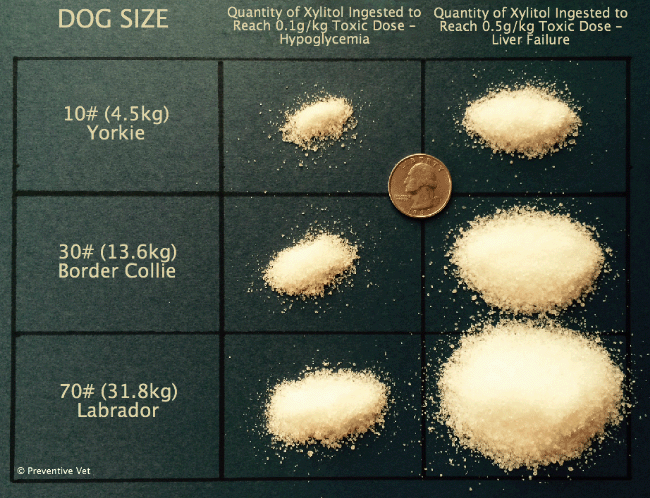 xylitol toxic