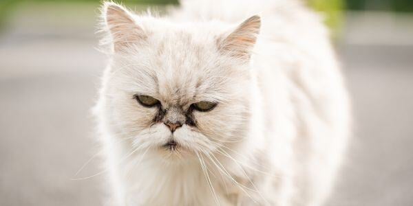 Persian cat with tear stained face