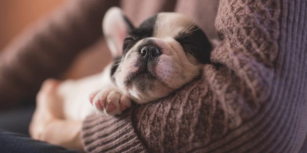 puppy bedtime training