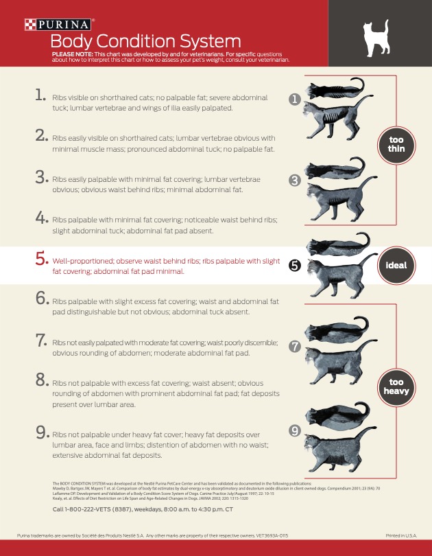 weight loss for cats food