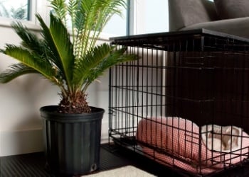 Where to put outlet dog crate in house