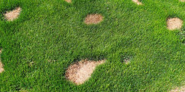Scorched burned marks on the lawn from dog urine